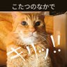 復活!歯医者さんだけは浮気せんのよ!'s profile picture