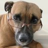 Peterman Pinscher's profile picture