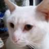Evico's profile picture