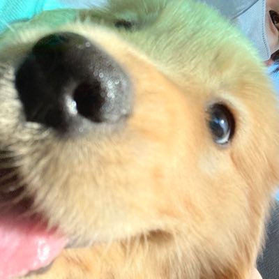 Lily_golden0114's profile picture