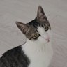 탄로's profile picture