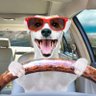 Doguar's profile picture
