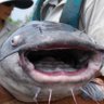 Profilbild von Catfish
