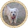 🙋♀️réglisse 🐕 perle 🐕🦺 profil fotoğrafı