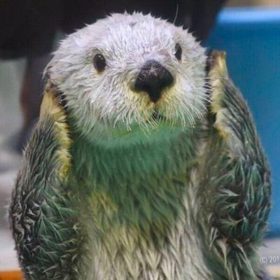 kualaikun's profile picture