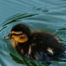 Profilbild von quack44