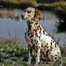 PurtySpeckldPup profil fotoğrafı