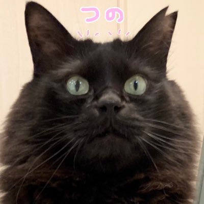 もんちゃん's profile picture