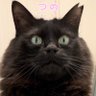 もんちゃん profil fotoğrafı