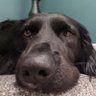 Ackey's profile picture
