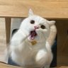 Ника Кот's profile picture