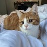 Фото профиля マサにゃん♪