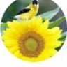 كمال عز الدين profil fotoğrafı