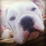 Zerbo Lurbo's profile picture