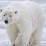 Pole R Bear's profile picture