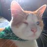 DoraKokoGato's profile picture