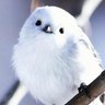 Фото профиля ココ@