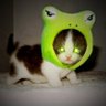 Lost Kitten 🐻, Texas Space Ranger's profile picture