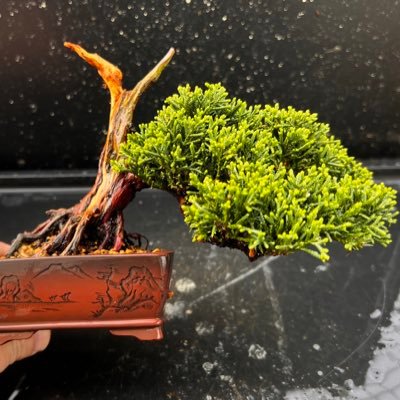 BONSAI BOSSA🪴's profile picture
