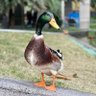 q's profile picture