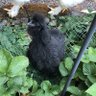 Фото профиля Chicken Mama