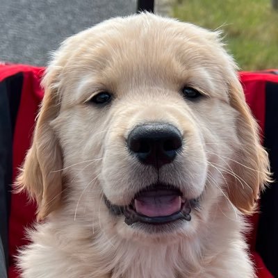 чυκκо's profile picture