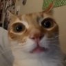 june-y wune-y 🇵🇸's profile picture