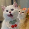 zhou qin's profile picture