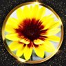 kazu 🌻 profil fotoğrafı