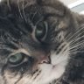 kdchimera's profile picture