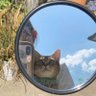 Ale D’Amico profil fotoğrafı