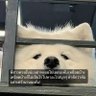 มะเม๋ว profil fotoğrafı