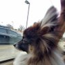 JustAScythian's profile picture
