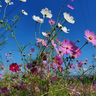ちii's profile picture