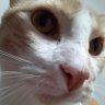 Dinosauro's profile picture