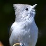 Profilbild von Terrible birder