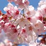 Фото профиля 肆零有名由