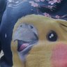 オカメパニック 的头像