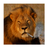 MakkeLeon SLACHTHUIS's profile picture