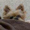 かのん(犬) profil fotoğrafı