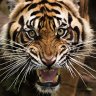 tiger20170529 7/24ano札幌's profile picture