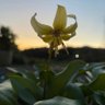 おがは profil fotoğrafı