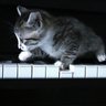 ♪おんぷ profil fotoğrafı