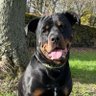 Squirrel_chaser's profile picture