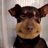 Profilbild von Pepita
