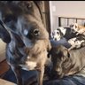 Deplorable🐶Dogmom's profile picture