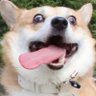 超級巴德🍠's profile picture