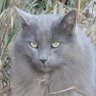 cal 🐈⬛'s profile picture