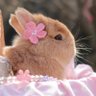 Wonderland 的头像