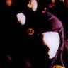 GhostFace Twittaaaaa 的头像